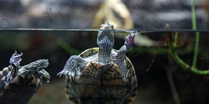 Jak chovat vodní želvy (NÁVOD)